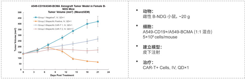 双特异性CAR-T药效研究：CD19-BCMA.jpg